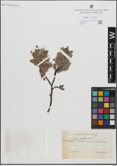 Foto von Salix glauca L.